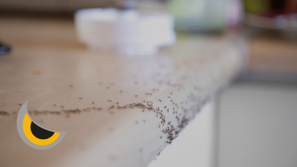 Cómo eliminar las hormigas definitivamente: Guía completa para casa, cocina y jardín