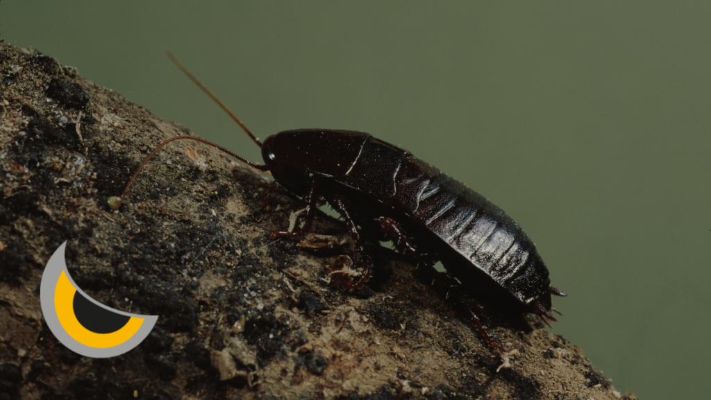 Cucaracha Oriental: Identificación, Hábitat y Control Efectivo en España
