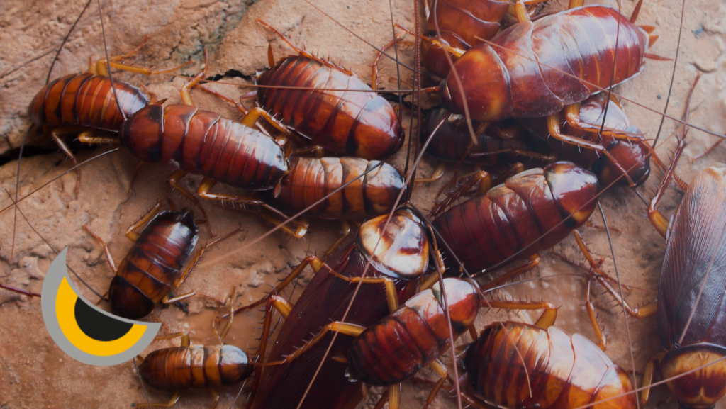 ¿Las cucarachas pican? Descubre todo sobre sus picaduras y mordeduras