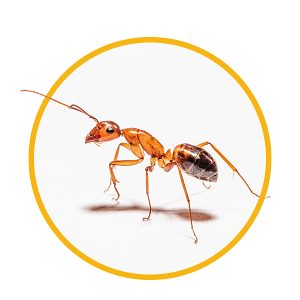 Hormigas