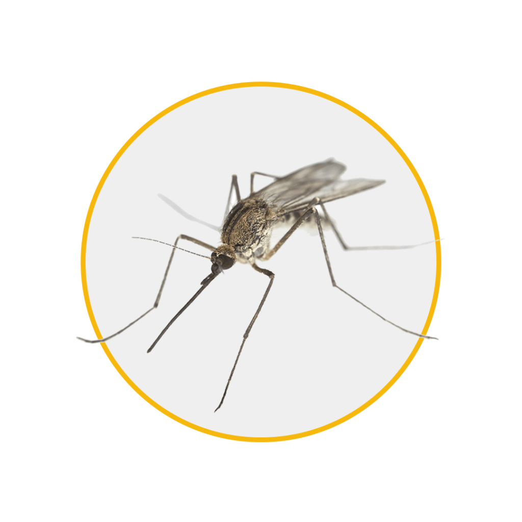 Mosquitos 1