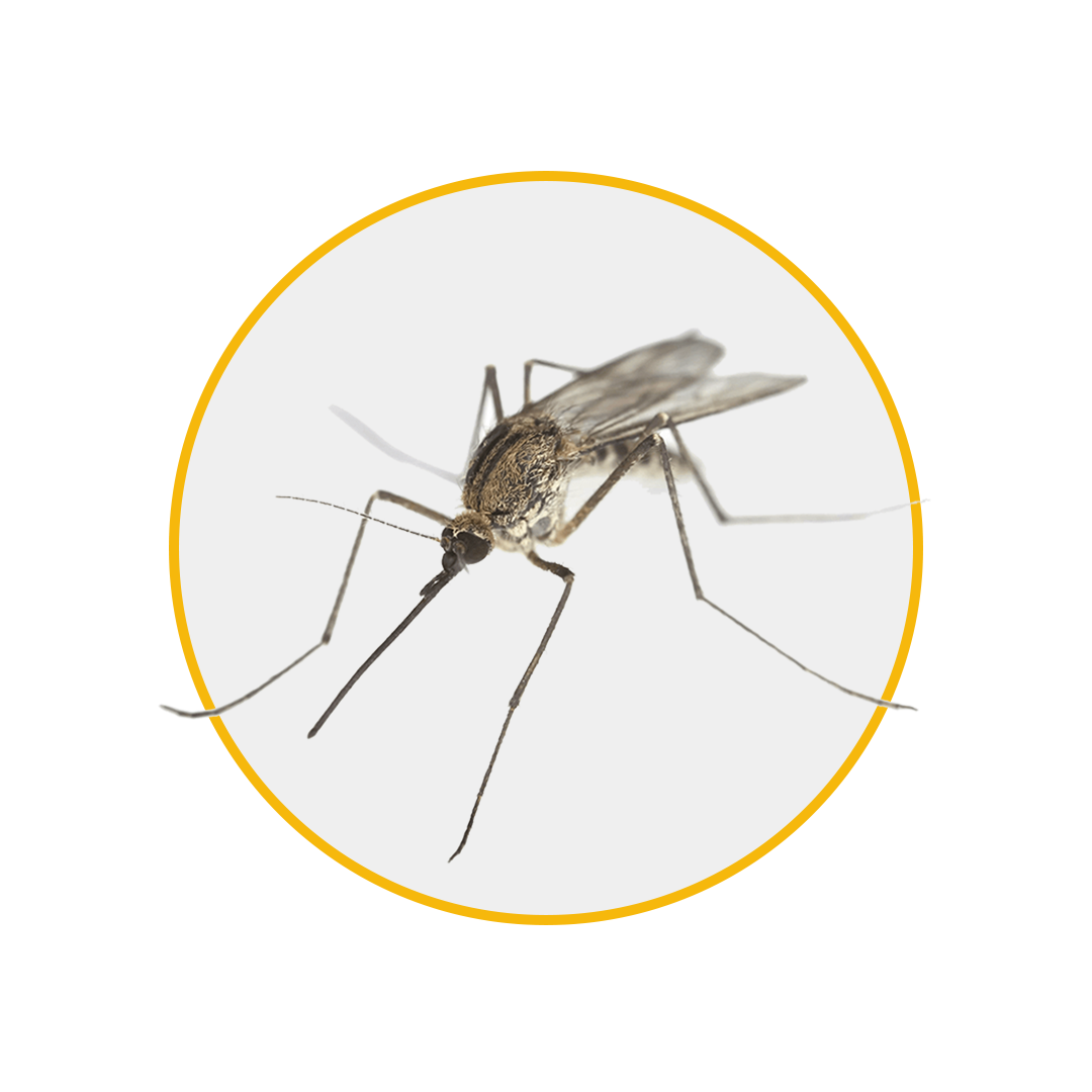 Control plagas mosquitos