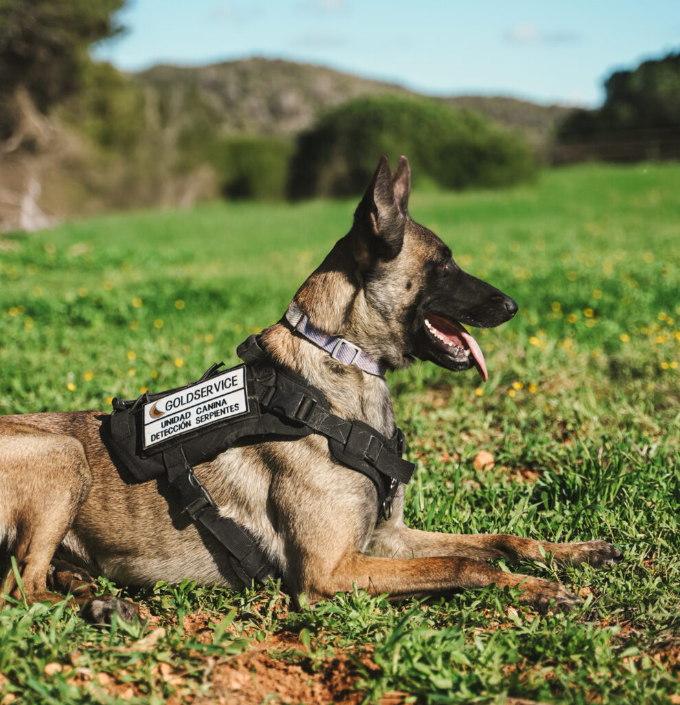Plaga de serpientes en Ibiza: 6 ventajas de un perro detector Plaga de serpientes en Ibiza: 6 ventajas de un perro detector