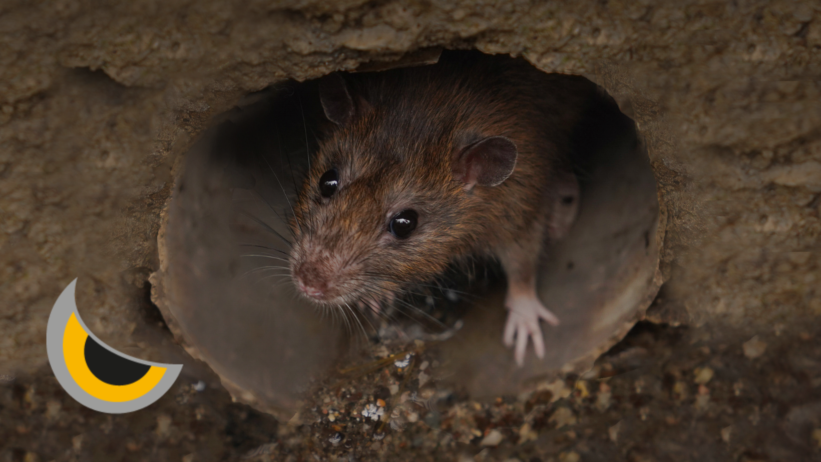 Rata de alcantarilla ¿Cuánto viven?