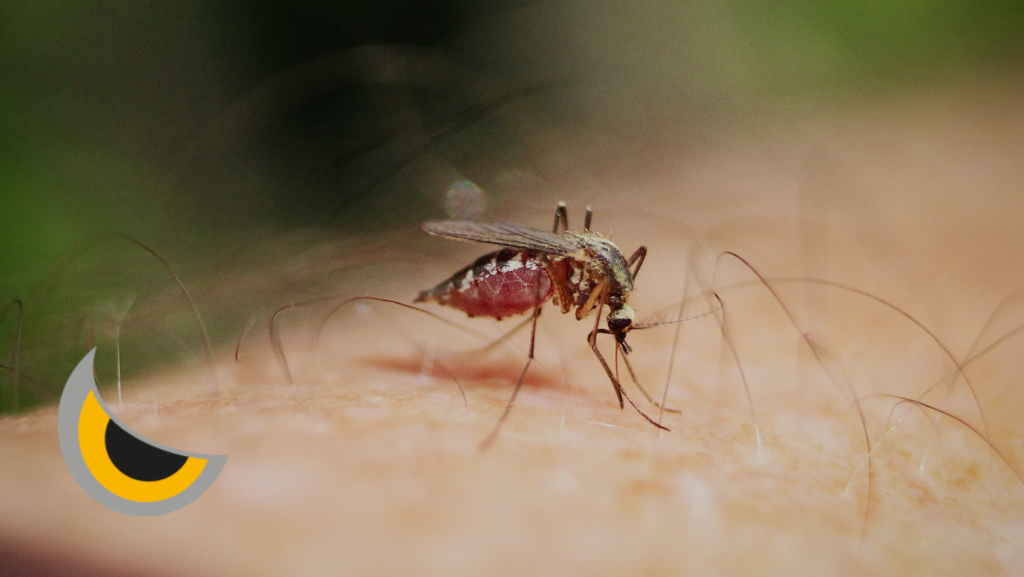 Tipos de picaduras: cómo identificarlas, reconocer síntomas y tratarlas
