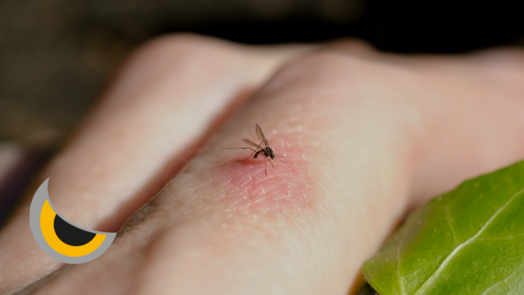 Tipos de picaduras de insectos